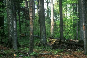 Unterholz einer jungfräulichen Waldlowenien