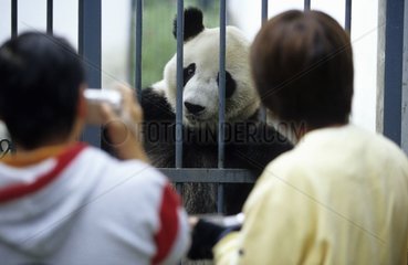 Touristes prenant des photos d'un Panda géant dans sa cage