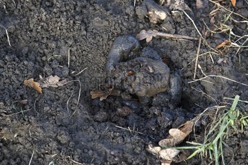 Droppings of European Badger in its WC Great Britain