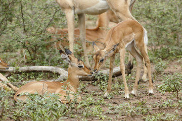 Impala (Aepyceros melampus) and young  Kruger NP  South Africa