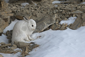 Mountain Hare (Lepus timidus) at covert in white winter coat in the Southern Alps  France