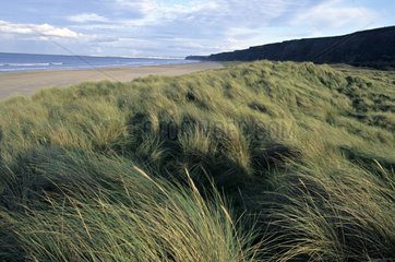 Tall grasses behind the beach of Magilligan Ireland