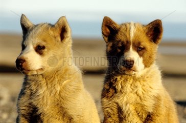 Young dogs eskimo Village of Resolute Bay