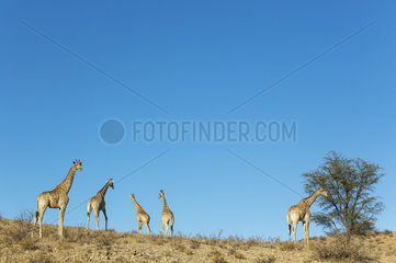 Southern Giraffe (Giraffa giraffa). Roaming herd. Kalahari Desert  Kgalagadi Transfrontier Park  South Africa.