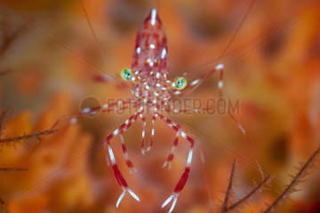 Spotted Cleaner Shrimp (Urocaridella antonbruunii) underwater cave on the outer slope of the Mayotte lagoon.
