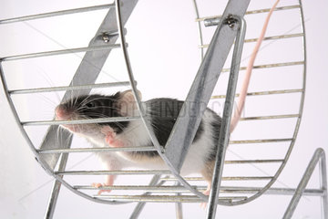 Mouse playing in a wheel