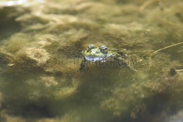 Frosch schwimmen in klarem Wasser Frankreich