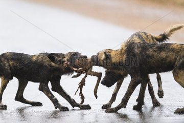 African Wild Dog sharing a prey (Lycaon pictus)  South Africa  Kruger national park