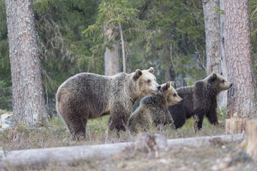 Brown bear (Ursus arctos) and cubs one year old in forest  Finland