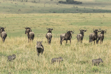 Eastern wildebeest (Connochaetes taurinus albojubatus) and Warthog (Phaecochoerus aethiopicus) female and her young looking at cheetah males  Masai-Mara Reserve  Kenya
