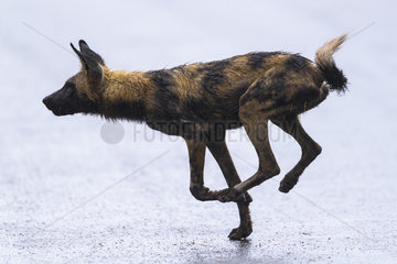 African Wild Dog (Lycaon pictus) running   South Africa  Kruger national park