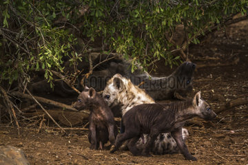 Spotted hyaenas (Crocuta crocuta) with young  in Kruger National park  South Africa