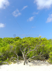 Vegetation contributing to the setting of sand near the beach of Grandes Salines  Pointe aux Chateaux  Grande Terre  Guadeloupe  French West Indies