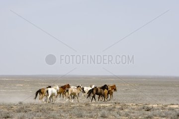 Häusliche Pferde in Freiheit in der Kasachstan -Steppe