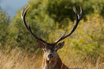 Portrait of Red Deer (Cervus elaphus) Male in a clearing in autumn  Ardennes  Belgium