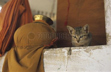 Tabby kitten lie down on a wall Siem Reap Cambodia