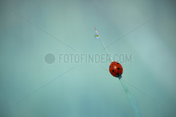 Sevenspotted lady beetle (Coccinella septempunctata) on a blade of grass  France
