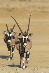 Gemsbok (Oryx gazella). Male with crippled horns follows a female. Kalahari Desert  Kgalagadi Transfrontier Park  South Africa.