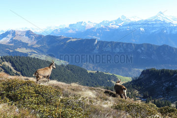 Two female Alpine Ibex (Capra ibex)  Bernese Alps  Switzerland