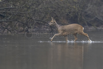 European roe deer (Capreolus capreolus)  a female is crossing an arm of water  Rhine forest  Alsace  France