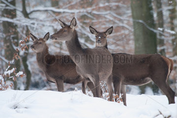 Red Deer (Cervus elaphus) hinds group in a snowy undergrowth  Ardennes  Belgium