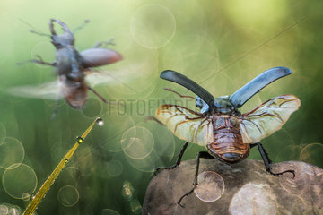 Two stag beetles starting to fly