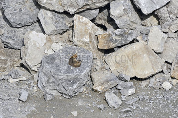 Red fox (Vulpes vulpes) sleeping on a stone in a quarry  Doubs (25)  Franceh-Comte  France