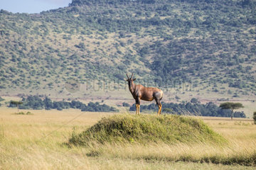 Topi (Damaliscus lunatus) on a mound  Masai Mara National Reserve  Kenya