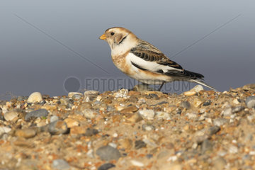 Snow bunting (Plectrophenax nivalis) looking for food amongst pebbles  England
