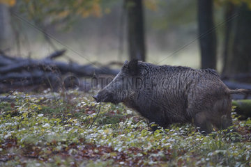 Wild boar (Sus scrofa) in undergrowth  Ardennes  Belgium