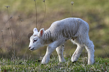 Lamb in the meadow  Doubs (25)  Franche-Comte  France