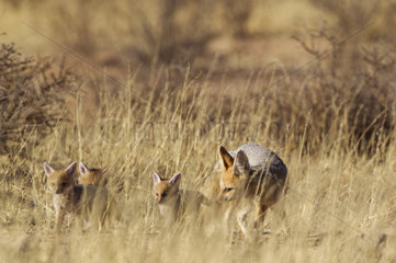 Cape Fox (Vulpes chama). Adult with three pups. Kalahari Desert  Kgalagadi Transfrontier Park  South Africa.