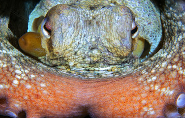 Eyes details. Common Octopus (Octopus vulgaris)  Tenerife  Canary Islands