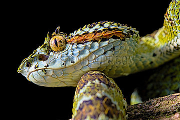 Portrait of Blotched palm-pit viper Bothriechis supraciliaris)  endemic Costa Rica