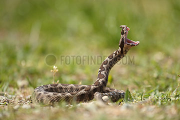 Attacking female nose-horned viper (Vipera ammodytes)  Bulgaria