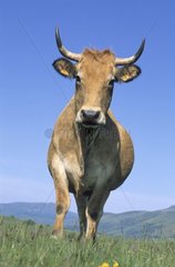 Vache Aubrac au parc dans le Massif Central France