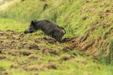 Wild boar (Sus scrofa) digging in a clearing in autumn  Châtillon-sur-Seine  Burgundy  France