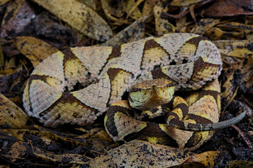 Sharp-nosed viper (Deinagkistrodon acutus) on dead leaves