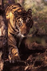 Bandhavgarh np India nähern sich Tiger