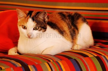 Chatte de maison tricolore couchée sur un canapé
