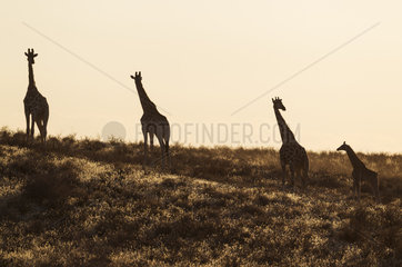 Southern Giraffe (Giraffa giraffa). Small herd with young in the early morning. Kalahari Desert  Kgalagadi Transfrontier Park  South Africa.