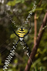 Wasp spider (Argiope coquereli) on his web  Andasibe  Perinet  Alaotra-Mangoro Region  Madagascar