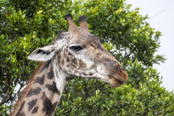 Masai Giraffe (Giraffa cameleopardalis tippelskirchi)  portrait  Masai-Mara National Reserve  Kenya