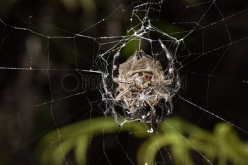 Bark spider (Caerostris extrusa) on his web  Andasibe  Perinet  Alaotra-Mangoro Region  Madagascar