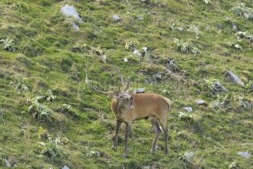 Red Deer (Cervus elaphus) male bellowing  Abruzzo  Italy