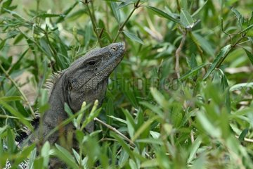 Black spiny-tailed iguana (Ctenosaura similis) in leaves  Yuacatan Peninsula  Mexico