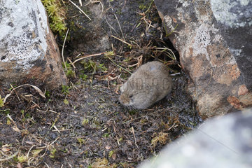 Ungava collared lemming or Labrador collared lemming (Dicrostonyx hudsonius) at the entrance to his burrow  Nunavik  Quebec  Canada