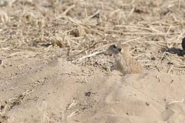 Indian desert jird or Indian desert gerbil (Meriones hurrianae) at burrow  Bikaner  Rajasthan  India