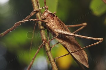 Grasshopper Bukit Barisan Selatan Sumatra