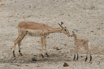 Impala (Aepyceros melampus) female and young  Kruger  South Africa